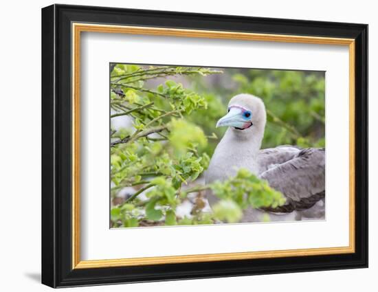 Ecuador, Galapagos Islands, Genovesa, Darwin Bay Beach, Red-Footed Booby Perching in Foliage-Ellen Goff-Framed Photographic Print