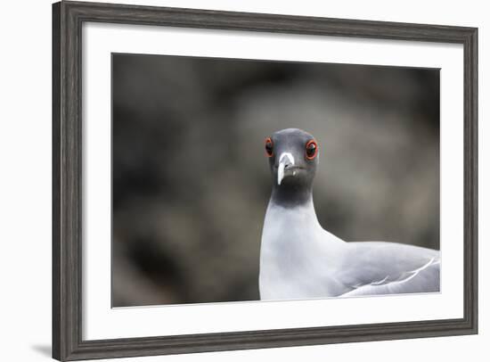 Ecuador, Galapagos Islands, Genovesa, Darwin Bay Beach. Swallow-Tailed Gull Portrait-Ellen Goff-Framed Photographic Print