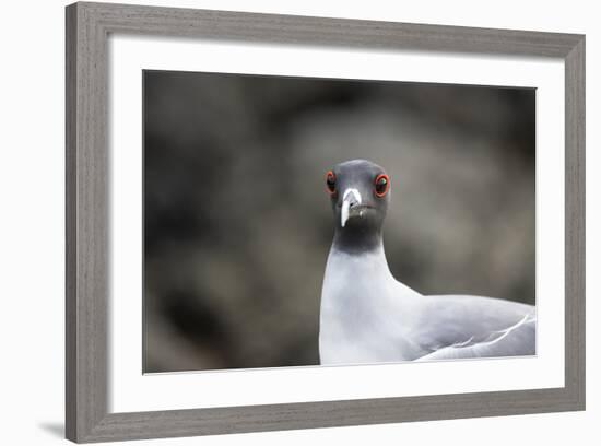 Ecuador, Galapagos Islands, Genovesa, Darwin Bay Beach. Swallow-Tailed Gull Portrait-Ellen Goff-Framed Photographic Print