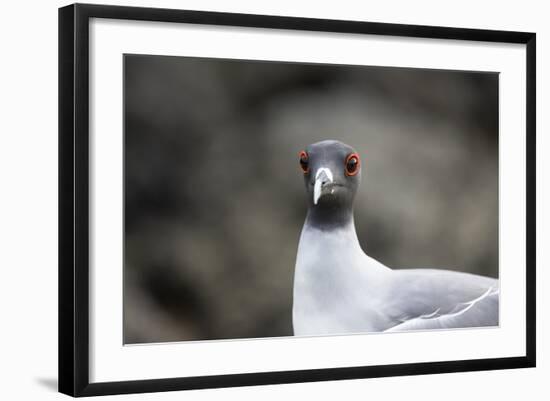 Ecuador, Galapagos Islands, Genovesa, Darwin Bay Beach. Swallow-Tailed Gull Portrait-Ellen Goff-Framed Photographic Print