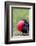 Ecuador, Galapagos Islands, Genovesa, Darwin Bay Beach-Ellen Goff-Framed Photographic Print