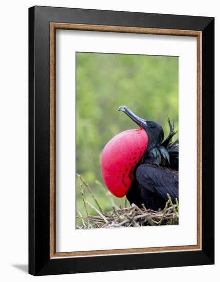 Ecuador, Galapagos Islands, Genovesa, Darwin Bay Beach-Ellen Goff-Framed Photographic Print