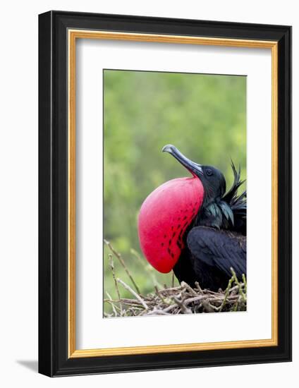 Ecuador, Galapagos Islands, Genovesa, Darwin Bay Beach-Ellen Goff-Framed Photographic Print