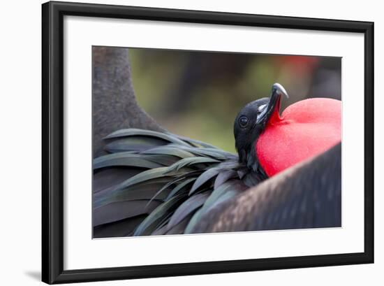 Ecuador, Galapagos Islands, Genovesa, Darwin Bay Beach-Ellen Goff-Framed Photographic Print