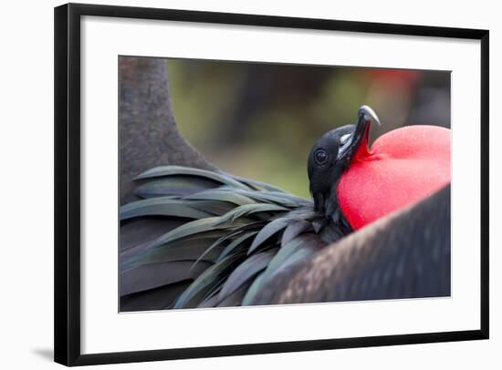 Ecuador, Galapagos Islands, Genovesa, Darwin Bay Beach-Ellen Goff-Framed Photographic Print