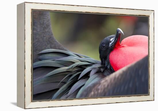 Ecuador, Galapagos Islands, Genovesa, Darwin Bay Beach-Ellen Goff-Framed Premier Image Canvas