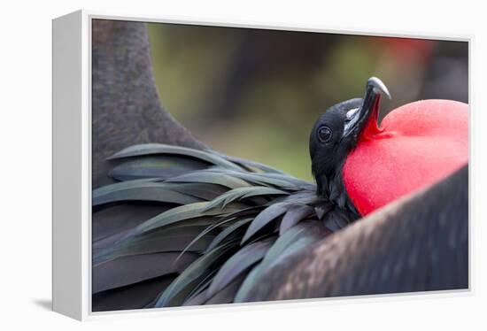 Ecuador, Galapagos Islands, Genovesa, Darwin Bay Beach-Ellen Goff-Framed Premier Image Canvas