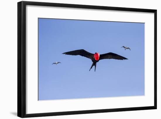 Ecuador, Galapagos Islands, Genovesa, Darwin Bay Beach-Ellen Goff-Framed Photographic Print