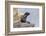 Ecuador, Galapagos Islands, Isabela, Punta Vicente Roca, Galapagos Fur Seal on Rocks-Ellen Goff-Framed Photographic Print