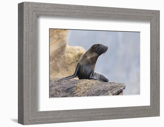 Ecuador, Galapagos Islands, Isabela, Punta Vicente Roca, Galapagos Fur Seal on Rocks-Ellen Goff-Framed Photographic Print