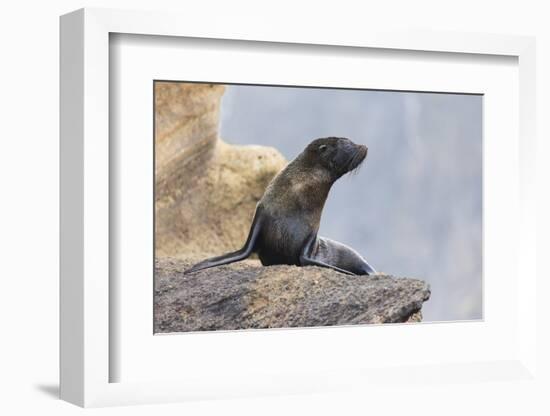 Ecuador, Galapagos Islands, Isabela, Punta Vicente Roca, Galapagos Fur Seal on Rocks-Ellen Goff-Framed Photographic Print