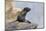 Ecuador, Galapagos Islands, Isabela, Punta Vicente Roca, Galapagos Fur Seal on Rocks-Ellen Goff-Mounted Photographic Print