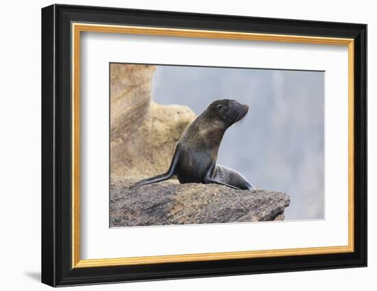 Ecuador, Galapagos Islands, Isabela, Punta Vicente Roca, Galapagos Fur Seal on Rocks-Ellen Goff-Framed Photographic Print