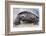 Ecuador, Galapagos Islands, Isabela, Urvina Bay, Galapagos Giant Tortoise Walking-Ellen Goff-Framed Photographic Print