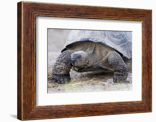 Ecuador, Galapagos Islands, Isabela, Urvina Bay, Galapagos Giant Tortoise Walking-Ellen Goff-Framed Photographic Print