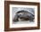 Ecuador, Galapagos Islands, Isabela, Urvina Bay, Galapagos Giant Tortoise Walking-Ellen Goff-Framed Photographic Print