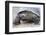 Ecuador, Galapagos Islands, Isabela, Urvina Bay, Galapagos Giant Tortoise Walking-Ellen Goff-Framed Photographic Print