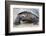 Ecuador, Galapagos Islands, Isabela, Urvina Bay, Galapagos Giant Tortoise Walking-Ellen Goff-Framed Photographic Print