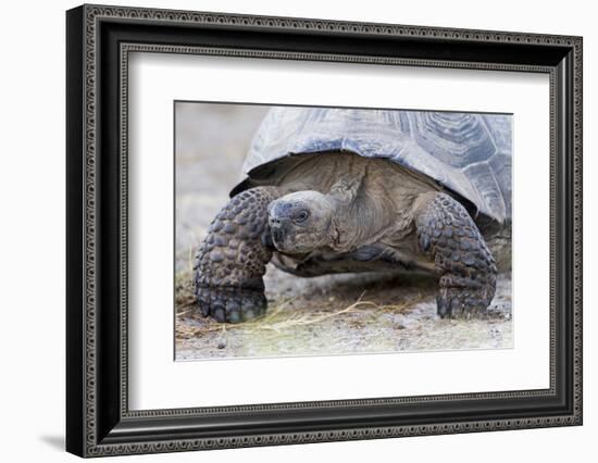 Ecuador, Galapagos Islands, Isabela, Urvina Bay, Galapagos Giant Tortoise Walking-Ellen Goff-Framed Photographic Print