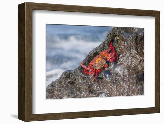 Ecuador, Galapagos Islands, Isabela, Urvina Bay, Sally Lightfoot Crab on a Rock-Ellen Goff-Framed Photographic Print