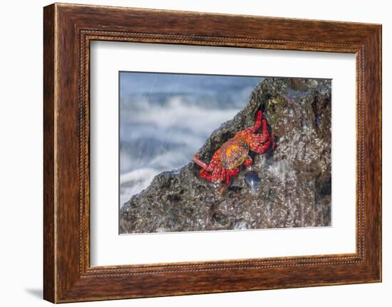 Ecuador, Galapagos Islands, Isabela, Urvina Bay, Sally Lightfoot Crab on a Rock-Ellen Goff-Framed Photographic Print