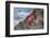 Ecuador, Galapagos Islands, Isabela, Urvina Bay, Sally Lightfoot Crab on a Rock-Ellen Goff-Framed Photographic Print