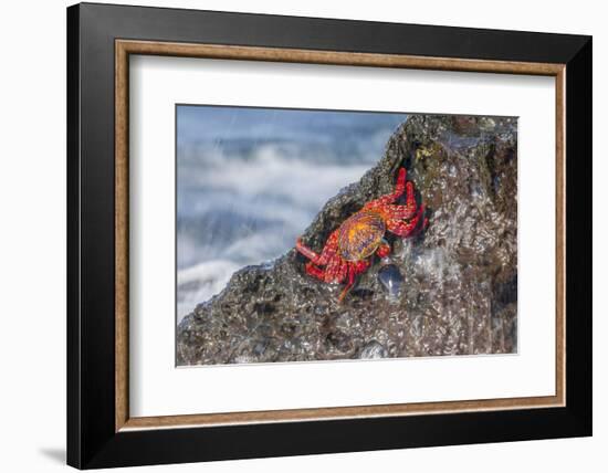 Ecuador, Galapagos Islands, Isabela, Urvina Bay, Sally Lightfoot Crab on a Rock-Ellen Goff-Framed Photographic Print