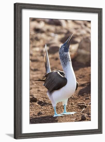 Ecuador, Galapagos Islands, North Seymour Island. Blue-Footed Booby Displaying-Ellen Goff-Framed Photographic Print