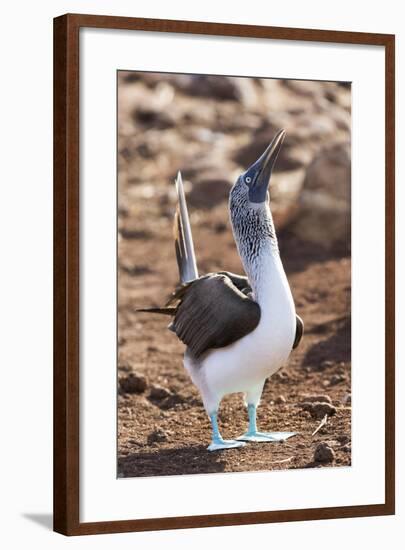 Ecuador, Galapagos Islands, North Seymour Island. Blue-Footed Booby Displaying-Ellen Goff-Framed Photographic Print