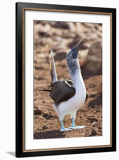 Ecuador, Galapagos Islands, North Seymour Island. Blue-Footed Booby Displaying-Ellen Goff-Framed Photographic Print