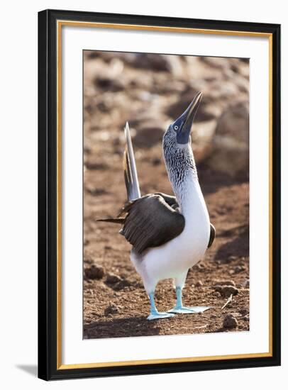 Ecuador, Galapagos Islands, North Seymour Island. Blue-Footed Booby Displaying-Ellen Goff-Framed Photographic Print