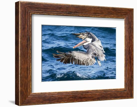 Ecuador, Galapagos Islands, North Seymour Island, Brown Pelican Flying-Ellen Goff-Framed Photographic Print