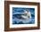 Ecuador, Galapagos Islands, North Seymour Island, Brown Pelican Flying-Ellen Goff-Framed Photographic Print