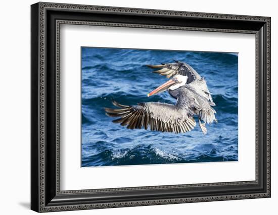 Ecuador, Galapagos Islands, North Seymour Island, Brown Pelican Flying-Ellen Goff-Framed Photographic Print