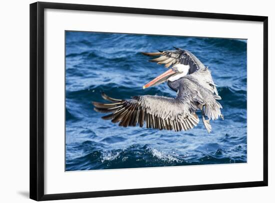 Ecuador, Galapagos Islands, North Seymour Island, Brown Pelican Flying-Ellen Goff-Framed Photographic Print