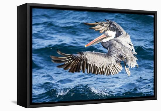 Ecuador, Galapagos Islands, North Seymour Island, Brown Pelican Flying-Ellen Goff-Framed Premier Image Canvas