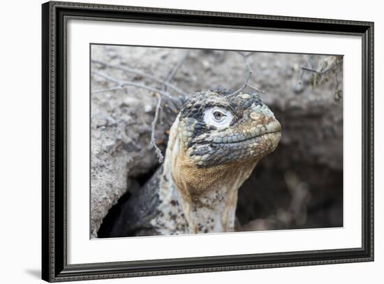 Ecuador, Galapagos Islands, Plaza Sur, Land Iguana,. Female Land Iguana at the Mouth of Her Den-Ellen Goff-Framed Photographic Print