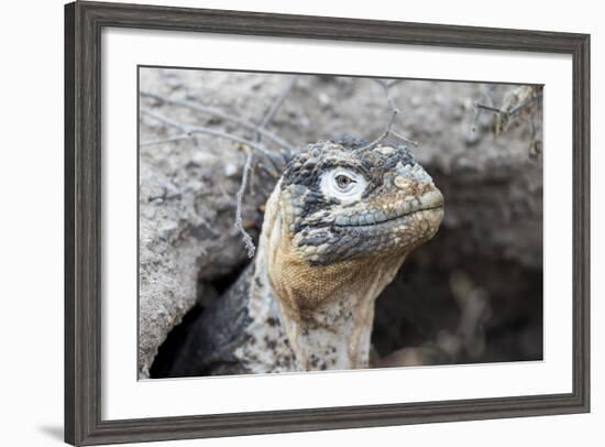 Ecuador, Galapagos Islands, Plaza Sur, Land Iguana,. Female Land Iguana at the Mouth of Her Den-Ellen Goff-Framed Photographic Print