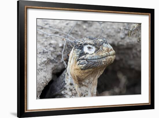 Ecuador, Galapagos Islands, Plaza Sur, Land Iguana,. Female Land Iguana at the Mouth of Her Den-Ellen Goff-Framed Photographic Print