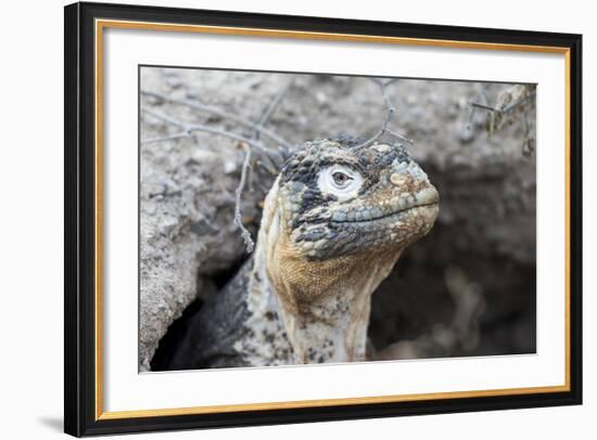 Ecuador, Galapagos Islands, Plaza Sur, Land Iguana,. Female Land Iguana at the Mouth of Her Den-Ellen Goff-Framed Photographic Print