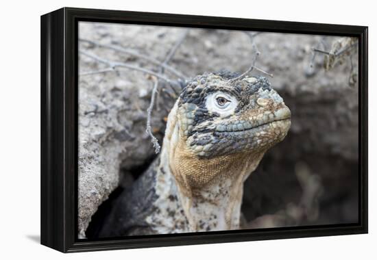 Ecuador, Galapagos Islands, Plaza Sur, Land Iguana,. Female Land Iguana at the Mouth of Her Den-Ellen Goff-Framed Premier Image Canvas