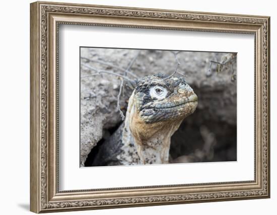 Ecuador, Galapagos Islands, Plaza Sur, Land Iguana,. Female Land Iguana at the Mouth of Her Den-Ellen Goff-Framed Photographic Print