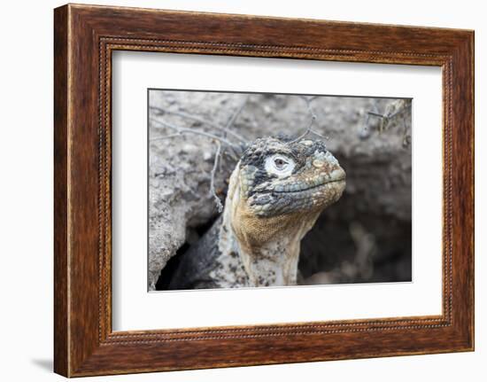 Ecuador, Galapagos Islands, Plaza Sur, Land Iguana,. Female Land Iguana at the Mouth of Her Den-Ellen Goff-Framed Photographic Print