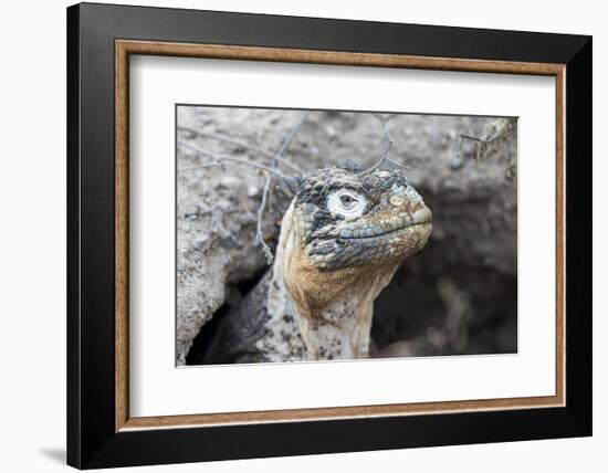 Ecuador, Galapagos Islands, Plaza Sur, Land Iguana,. Female Land Iguana at the Mouth of Her Den-Ellen Goff-Framed Photographic Print