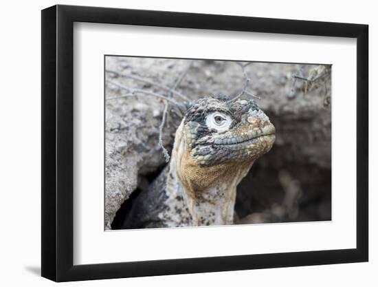 Ecuador, Galapagos Islands, Plaza Sur, Land Iguana,. Female Land Iguana at the Mouth of Her Den-Ellen Goff-Framed Photographic Print