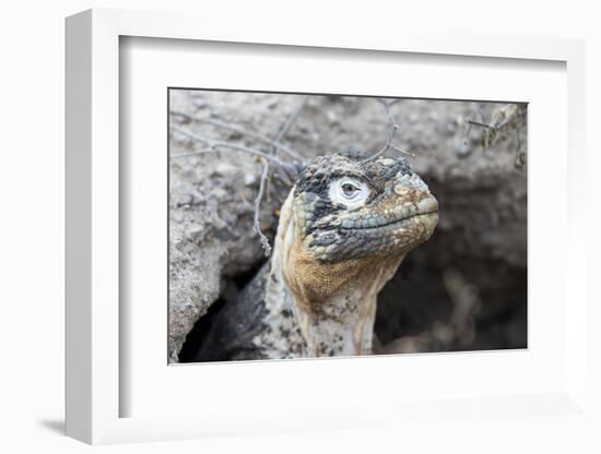 Ecuador, Galapagos Islands, Plaza Sur, Land Iguana,. Female Land Iguana at the Mouth of Her Den-Ellen Goff-Framed Photographic Print