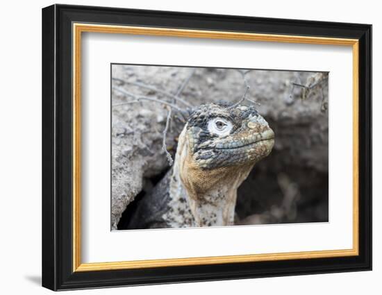 Ecuador, Galapagos Islands, Plaza Sur, Land Iguana,. Female Land Iguana at the Mouth of Her Den-Ellen Goff-Framed Photographic Print