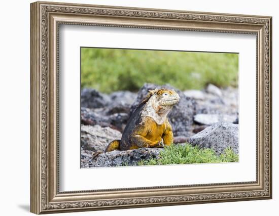 Ecuador, Galapagos Islands, Plaza Sur, Land Iguana,. Male Land Iguana Portrait-Ellen Goff-Framed Photographic Print