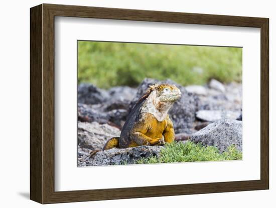 Ecuador, Galapagos Islands, Plaza Sur, Land Iguana,. Male Land Iguana Portrait-Ellen Goff-Framed Photographic Print