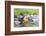 Ecuador, Galapagos Islands, Plaza Sur, Land Iguana,. Male Land Iguana Portrait-Ellen Goff-Framed Photographic Print